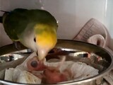 Video: तोते ने अपने बच्चे को खिलाया खाना, बार-बार की ऐसे की कोशिश