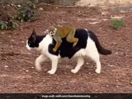 बिल्ली की पीठ पर बैठकर बंदर ने की सवारी, काफी देर तक लिया राइड का मज़ा, लोग बोले- ये है CaTaxi - देखें Funny Video बिल्ली की पीठ पर बैठकर बंदर ने की सवारी, काफी देर तक लिया राइड का मज़ा, लोग बोले- ये है CaTaxi - देखें Funny Video