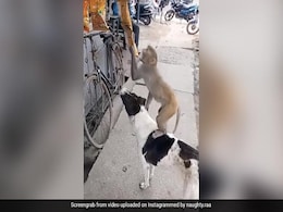 कुत्ते की पीठ पर खड़े होकर बंदर चुराने लगा चिप्स का पैकेट, फिर डॉगी ने ऐसे की अपने दोस्त की मदद - देखें Video कुत्ते की पीठ पर खड़े होकर बंदर चुराने लगा चिप्स का पैकेट, फिर डॉगी ने ऐसे की अपने दोस्त की मदद - देखें Video