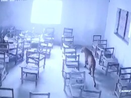 VIDEO: UP के स्कूल में तेंदुए ने मचाया आतंक, क्लास में घुसकर छात्र पर किया हमला VIDEO: UP के स्कूल में तेंदुए ने मचाया आतंक, क्लास में घुसकर छात्र पर किया हमला