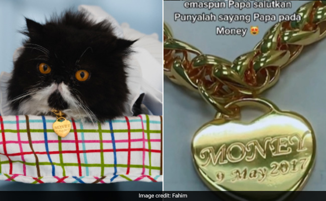 मालकिन ने बिल्ली के लिए खरीदा 4 लाख का गिफ्ट, खबर सुन चकरा गए लोग