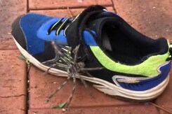 Large Huntsman Spider Crawls Out Of Child's Shoe Large Huntsman Spider Crawls Out Of Child's Shoe