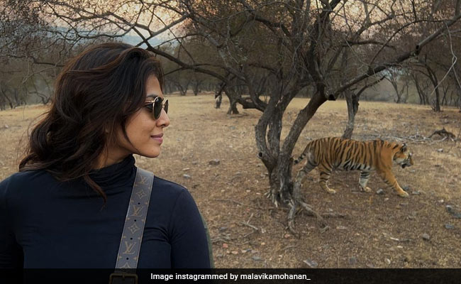 After Attending Katrina Kaif-Vicky Kaushal's Wedding, Malavika Mohanan Went On A Safari