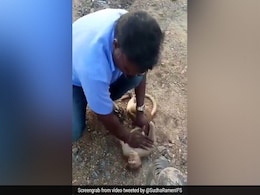 मुंह से सांस देकर शख्स ने बचाई बंदर की जान, आर अश्विन ने Video शेयर कर कही ये बात मुंह से सांस देकर शख्स ने बचाई बंदर की जान, आर अश्विन ने Video शेयर कर कही ये बात