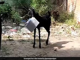 बकरी ‘फाइल’ लेकर सरकारी दफ्तर से भागी, पकड़ने के लिए पीछे-पीछे दौड़ते रहे कर्मचारी और फिर... - देखें Video बकरी ‘फाइल’ लेकर सरकारी दफ्तर से भागी, पकड़ने के लिए पीछे-पीछे दौड़ते रहे कर्मचारी और फिर... - देखें Video