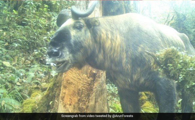 अरुणाचल प्रदेश में देखा गया दुर्लभ ताकिन, सोशल मीडिया पर वायरल हुई तस्वीर