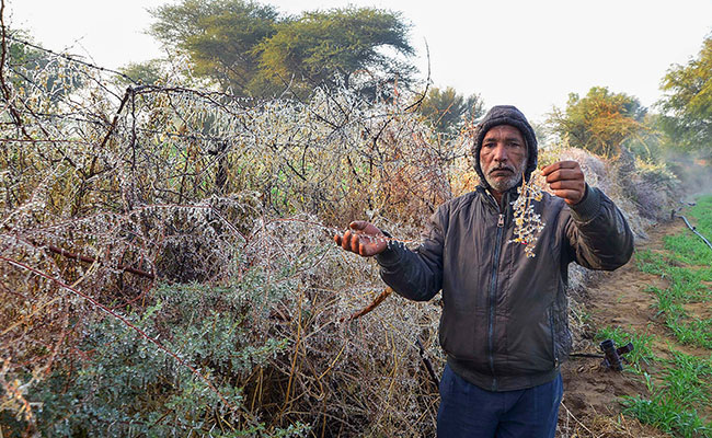 Rajasthan's Phalodi Freezes At 5.6 Degrees Celsius, Coldest In State
