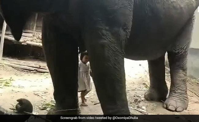 छोटी बच्ची ने हथिनी का दूध पिया, लोगों ने कहा- ऐसा कैसे हुआ? सच्चाई देख खुश हो जाएंगे आप