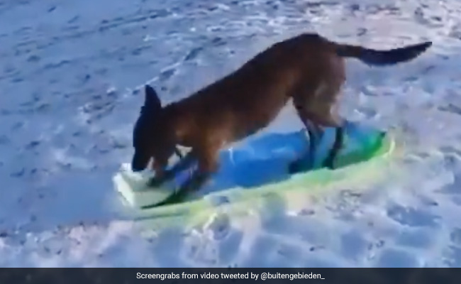 बर्फ पर ख़ुद से स्केटिंग कर रहा है ये कुत्ता, वीडियो देख दिल ख़ुश जाएगा आपका