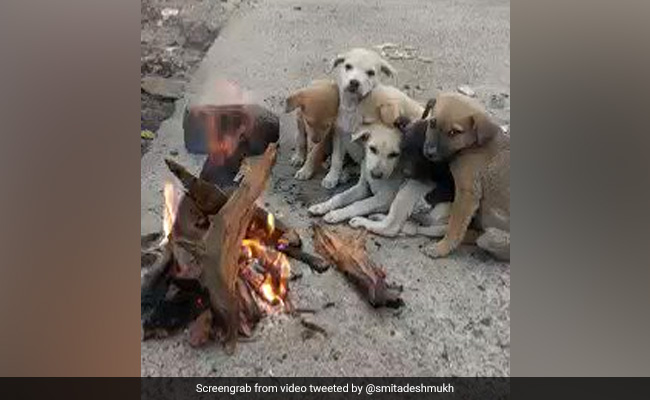 ठंड से ठिठुर रहे थे पिल्ले, तभी किसी ने लकड़ी में आग जला दी, वीडियो देख भावुक हो जाएंगे