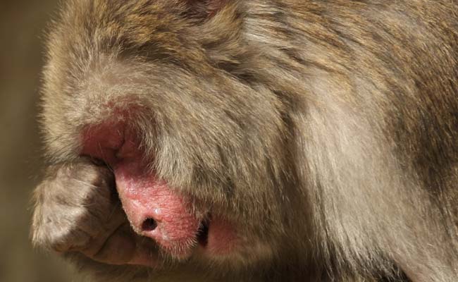 Emotional Video: जंगल उजाड़ रहे शख़्स से अकेले लड़ गया ये बंदर, ये वीडियो आपको रुला देगा