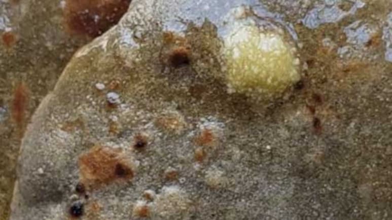 बाजरे की रोटी खाने से कौन सी बीमारी ठीक होती है?