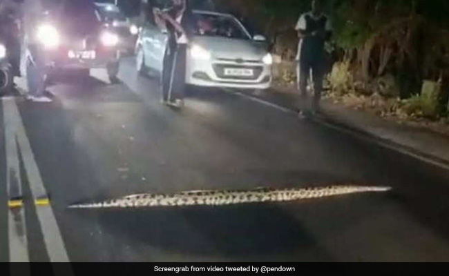 अचानक से सड़क के बीचोंबीच आ गया विशाल अजगर, देखते ही देखते जाम हो गया पूरा रास्ता