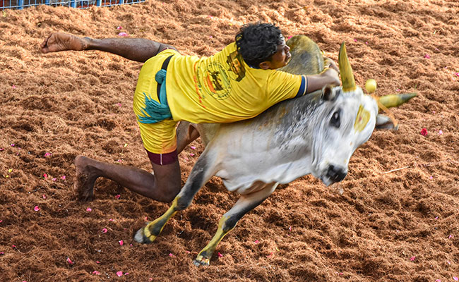 750 Bulls, 500 Tamers Take Part In Trichy's Jallikattu, Winner To Get Car