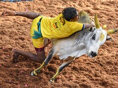 1 Gored To Death In Madurai In Season's First Jallikattu Event