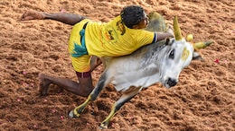 1 Gored To Death In Madurai In Season's First Jallikattu Event