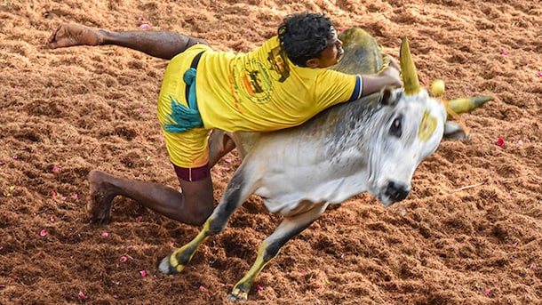 1,100 Bulls, Truck, Car On Prize List: Jallikattu Event Begins In Tamil Nadu