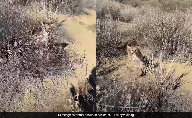 शख्स को अकेला देख पीछे दौड़ पड़ा पहाड़ी शेर, बड़ी मुश्किल से बची जान..देखें वीडियो