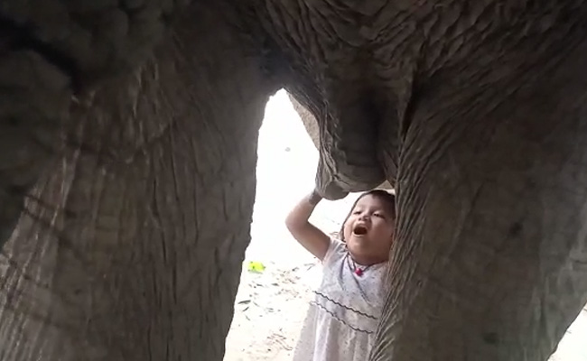 VIDEO: 3 साल की बच्ची ने की हथिनी का दूध पीने की कोशिश, बेमिसाल दोस्‍ती का वीडियो वायरल