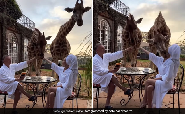 महिला को जिराफ संग मस्ती करना पड़ा महंगा, सोशल मीडिया पर छाया वीडियो
