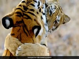 बाघ शावक ने अपनी मां से लिपटकर प्यार से लगाया गले, Video ने जीता लोगों का दिल बाघ शावक ने अपनी मां से लिपटकर प्यार से लगाया गले, Video ने जीता लोगों का दिल
