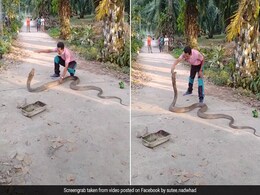 नंगे हाथों से विशाल किंग कोबरा को पकड़ रहा था शख्स, अचानक जबड़ा खोलकर उछला Cobra और फिर... नंगे हाथों से विशाल किंग कोबरा को पकड़ रहा था शख्स, अचानक जबड़ा खोलकर उछला Cobra और फिर...