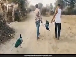 Watch: Peacock Refuses To Leave "Long Time Partner" After Its Death Watch: Peacock Refuses To Leave "Long Time Partner" After Its Death