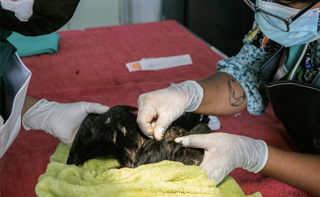 Peru Races To Save Seabirds After 6,000-Barrel Oil Spill Poisons Beaches