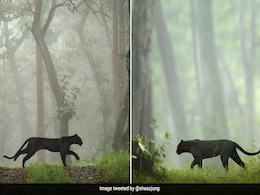 शाज जंग ने शेयर की ब्लैक पैंथर की शानदार फोटोज, सोशल मीडिया पर हुई वायरल शाज जंग ने शेयर की ब्लैक पैंथर की शानदार फोटोज, सोशल मीडिया पर हुई वायरल