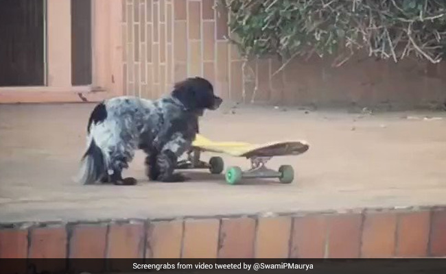 दुनिया का पहला कुत्ता जो स्केटिंग में है चैंपियन, वीडियो देखने के बाद आप भी कहेंगे- वाह गुरु!