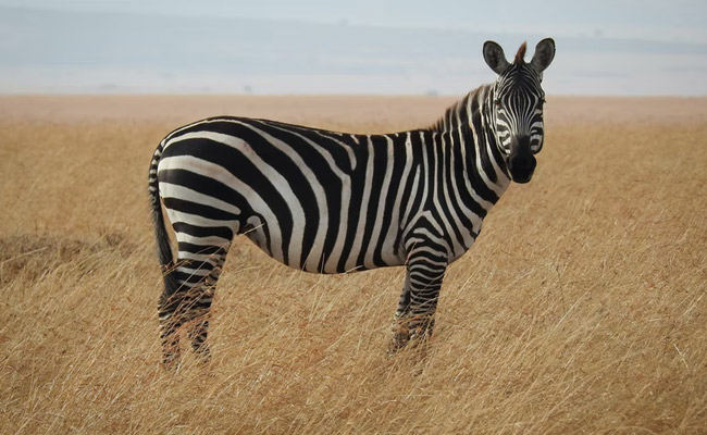 Mysterious Zebra Deaths In Bangladesh Safari Park Prompts Probe