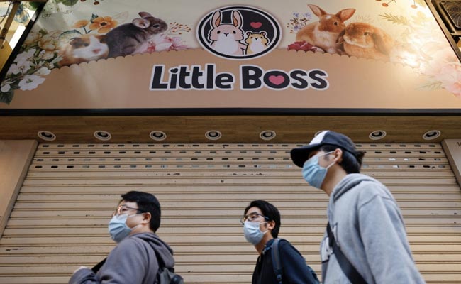 Hong Kong's Covid Hamster Cull Sparks Fear Of Owners Abandoning Pets