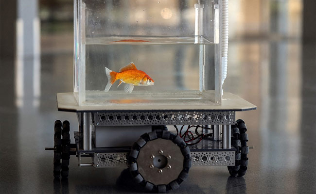 Can Goldfish Drive? Here's What Israeli Researchers Have Found