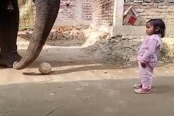 Watch: Assam Girl, 3, Plays Football With Elephant, Tries To Milk It Watch: Assam Girl, 3, Plays Football With Elephant, Tries To Milk It