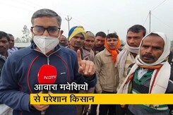 आवारा मवेशी क्या चुनावी मुद्दा है? यूपी में गौशालाओं की बदइंतजामी, बता रहे हैं रवीश रंजन शुक्ला आवारा मवेशी क्या चुनावी मुद्दा है? यूपी में गौशालाओं की बदइंतजामी, बता रहे हैं रवीश रंजन शुक्ला