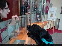 मूवी टिकट खरीदने के लिए काउंटर पर पहुंच गया कुत्ता, सोशल मीडिया पर वायरल हुई Photo मूवी टिकट खरीदने के लिए काउंटर पर पहुंच गया कुत्ता, सोशल मीडिया पर वायरल हुई Photo