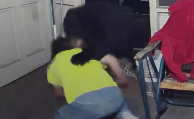 पालतू कुत्तों को बचाने के लिए भालू से भिड़ गया शख्स, वीडियो देख हर कोई रह गया दंग