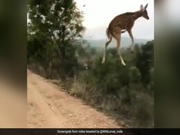 हिरण की जोरदार छलांग का वीडियो हुआ वायरल, लोग बोले- 'ये तो गोल्ड मेडल का हकदार है' हिरण की जोरदार छलांग का वीडियो हुआ वायरल, लोग बोले- 'ये तो गोल्ड मेडल का हकदार है'