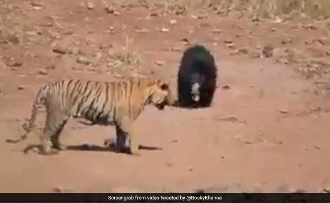 जंगल में भालू और बाघ के बीच हुई जोरदार लड़ाई, वीडियो देख रह जाएंगे दंग
