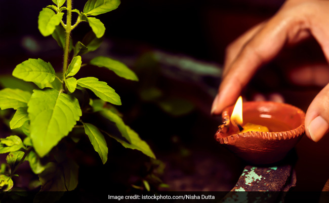 Puja Rules : क्या आप भी रविवार के दिन करती हैं इन धार्मिक पौधों की पूजा, तो जान लें इससे होने वाले नुकसान