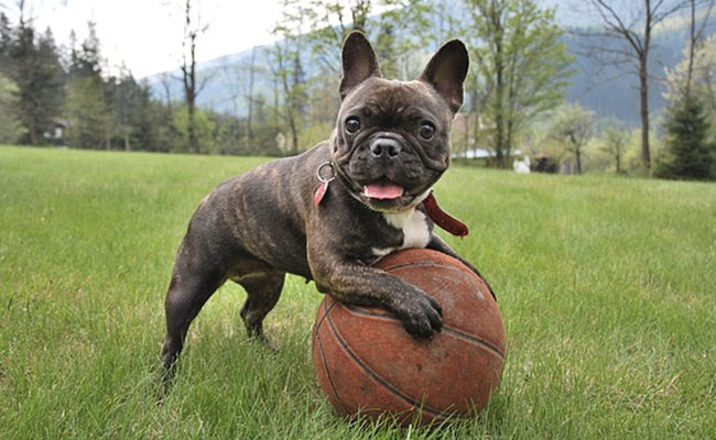 Why French Bulldog Thefts Are On The Rise Across The US