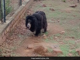India's Oldest Sloth Bear Gulabo, 40, Dies At Bhopal's Van Vihar National Park India's Oldest Sloth Bear Gulabo, 40, Dies At Bhopal's Van Vihar National Park