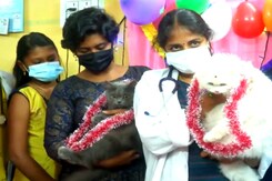 Watch: Tamil Nadu Woman Performs Baby Shower Of Her Pet Cats In Coimbatore Watch: Tamil Nadu Woman Performs Baby Shower Of Her Pet Cats In Coimbatore