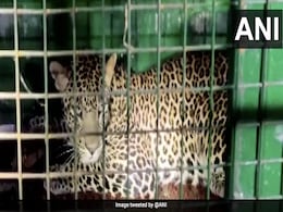 Elusive Leopard Hiding In Coimbatore Godown Caught After 5-Day Effort Elusive Leopard Hiding In Coimbatore Godown Caught After 5-Day Effort