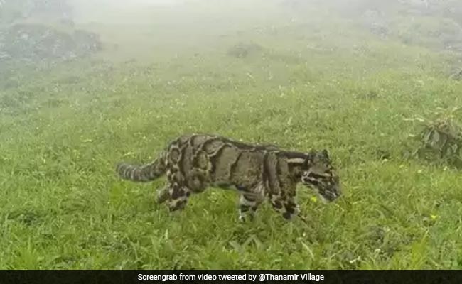 नागालैंड में दिखा दुर्लभ क्लाउडेड तेंदुआ, सोशल मीडिया पर वायरल हुई तस्वीर
