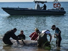 Ailing Whale Found Near Athens Returns To Deeper Waters
