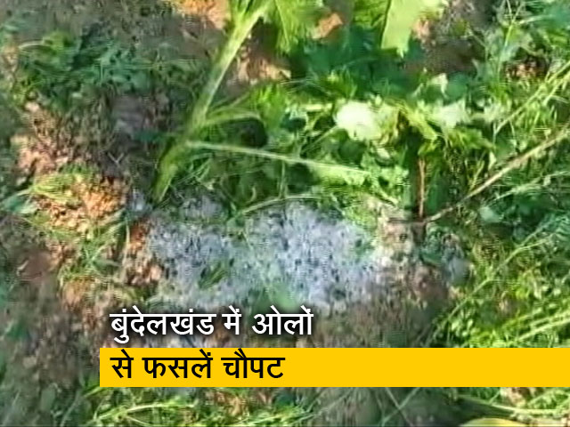 रवीश कुमार का प्राइम टाइम : ओलों से फसलों को नुकासन का सर्वे, मुआवजा कब मिलेगा?