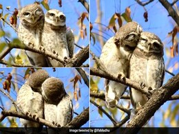 रोमांटिक पोज़ देते नज़र आए पेड़ पर बैठे दो उल्लू, वायरल हुई फोटो, लोग बोले- Real life love birds रोमांटिक पोज़ देते नज़र आए पेड़ पर बैठे दो उल्लू, वायरल हुई फोटो, लोग बोले- Real life love birds