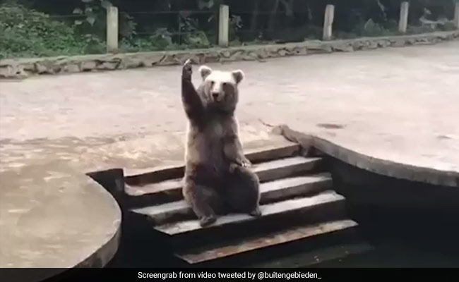 स्वीमिंग पूल में नहाने के लिए भालू है तैयार, वीडियो देख आप भी कहेंगे- आ रहा हूं यार!