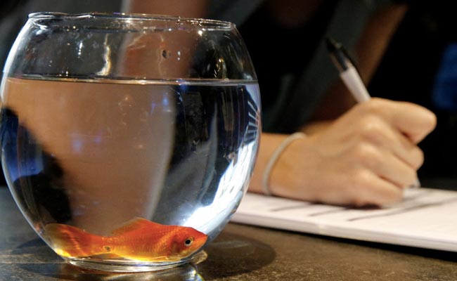 Belgium To Ban Round Fish Bowls, Says They Cause "Stress" To Fish